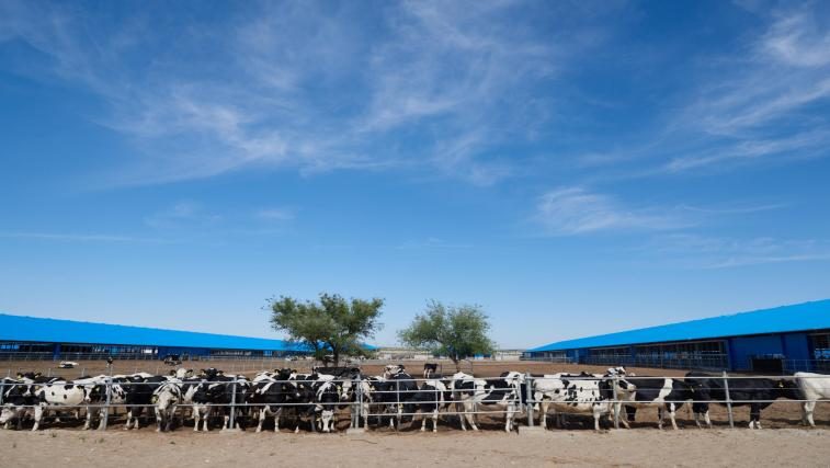 Livestock farm
