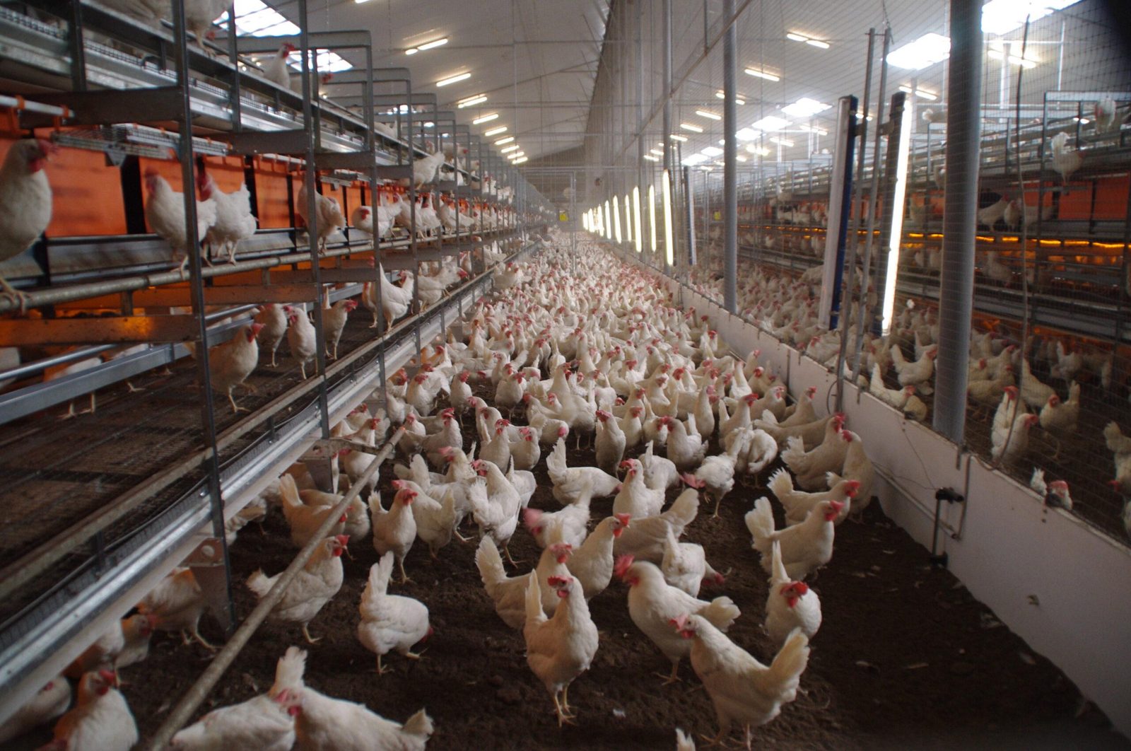 Poultry