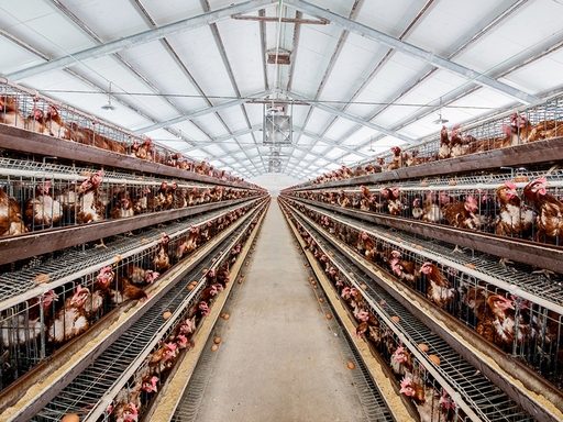 Poultry cages